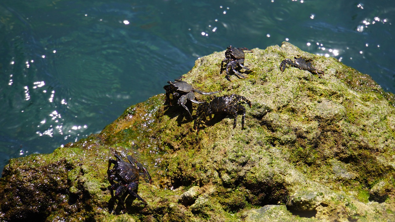 Solving the Pollution Problem to Protect Biodiversity